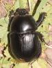 Geotrupes stercorarius
